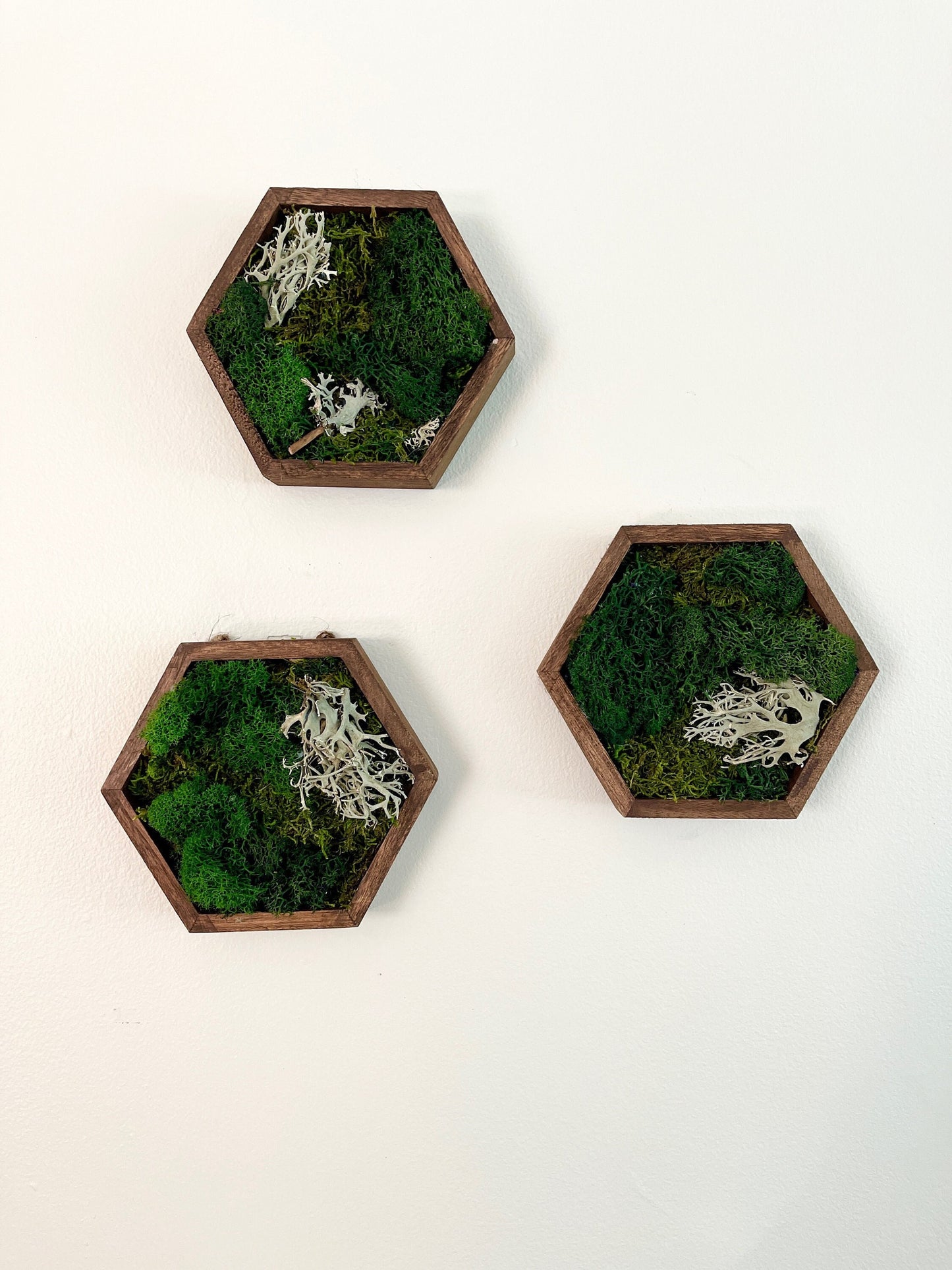 Moss Wall Art | Preserved Moss Decor | Single to Set of Twelve | Wood Hexagon | Green and Brown