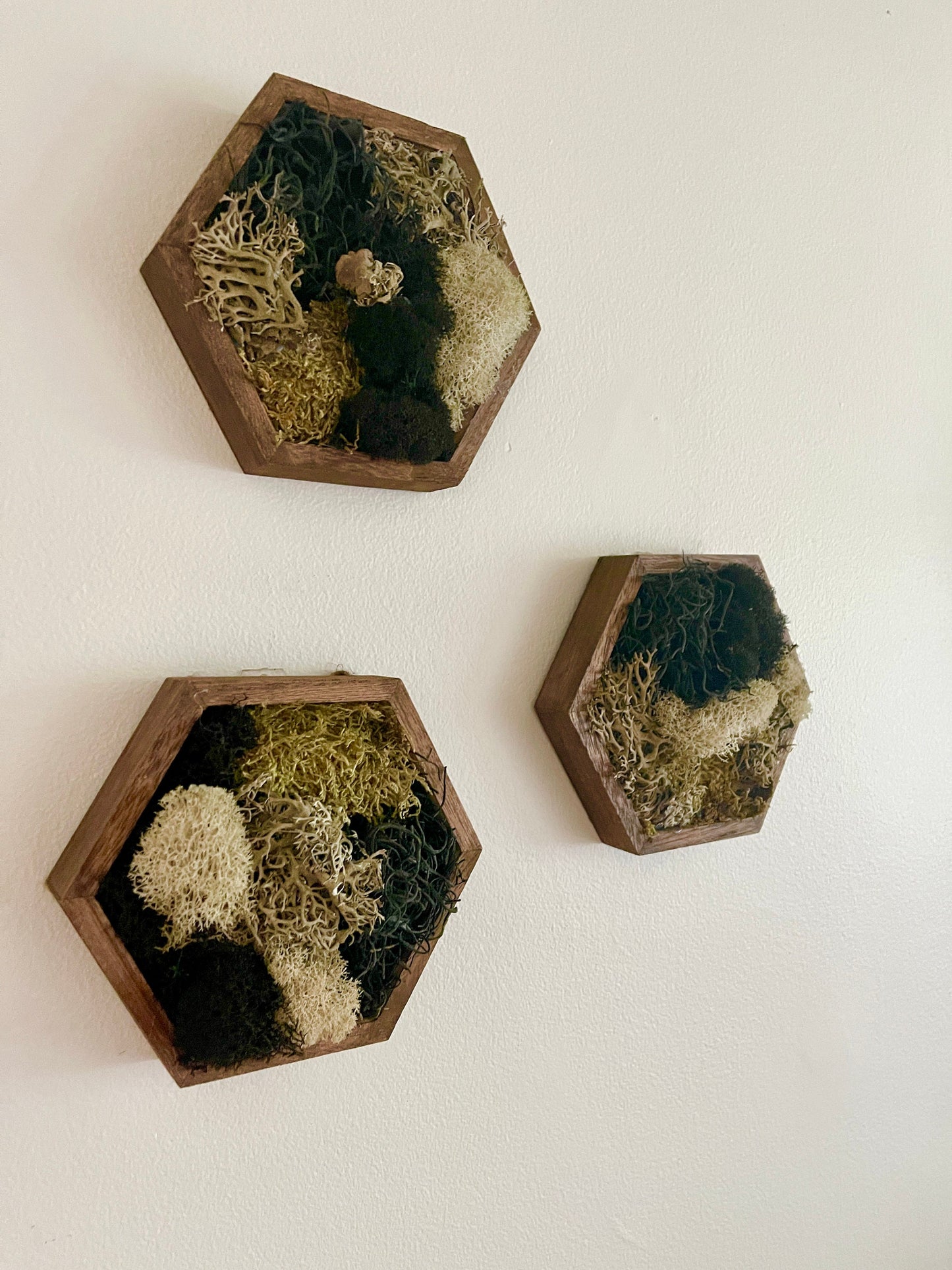 Moss Wall Art | Honeycomb Moss | Home Decor | Wood Hexagon | Brown Beige Black Reindeer Moss