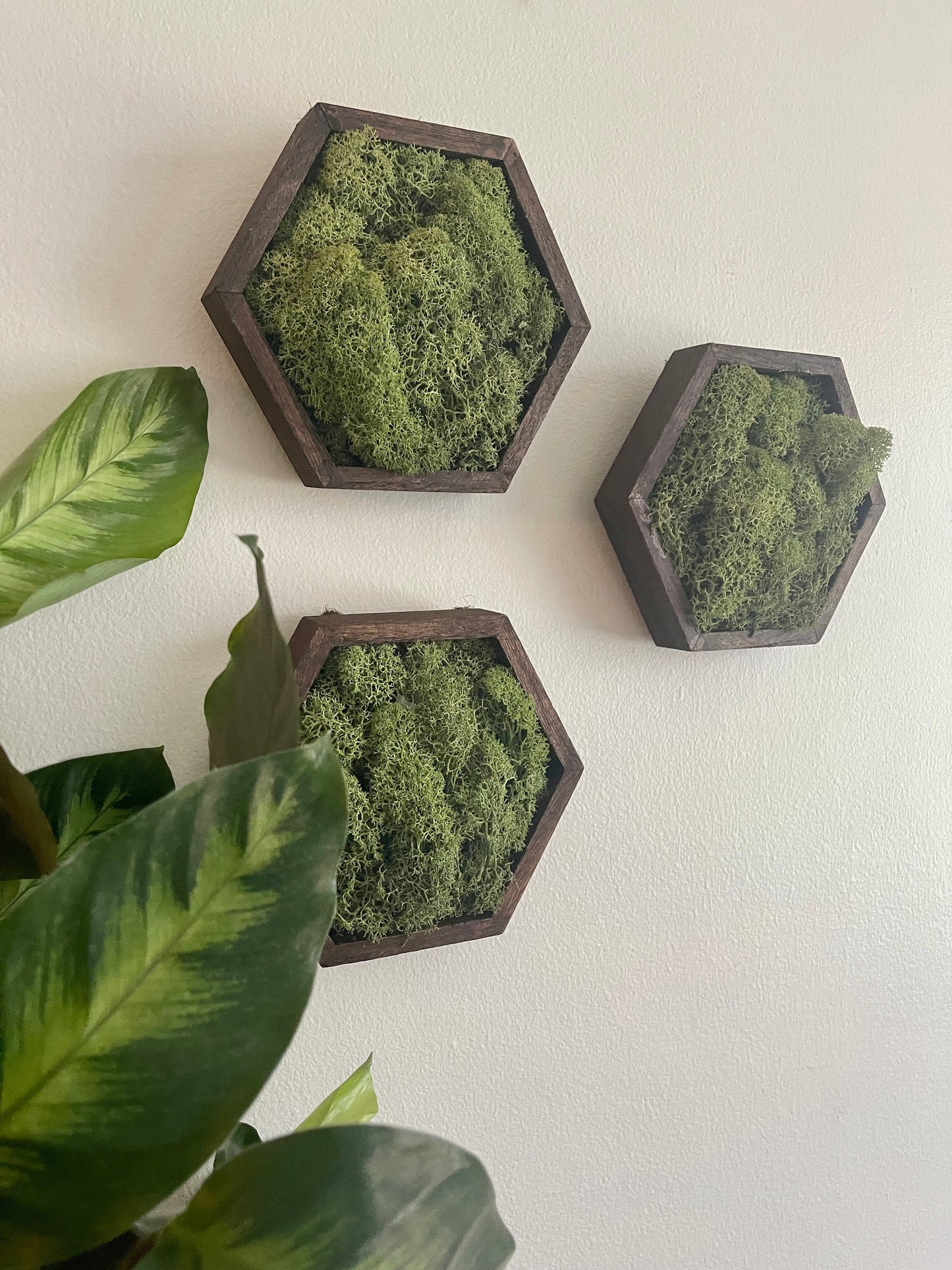 Moss Wall Art | Preserved Moss Wall Decor | Moss Home Decor | Wood Hexagon Honeycomb | Green