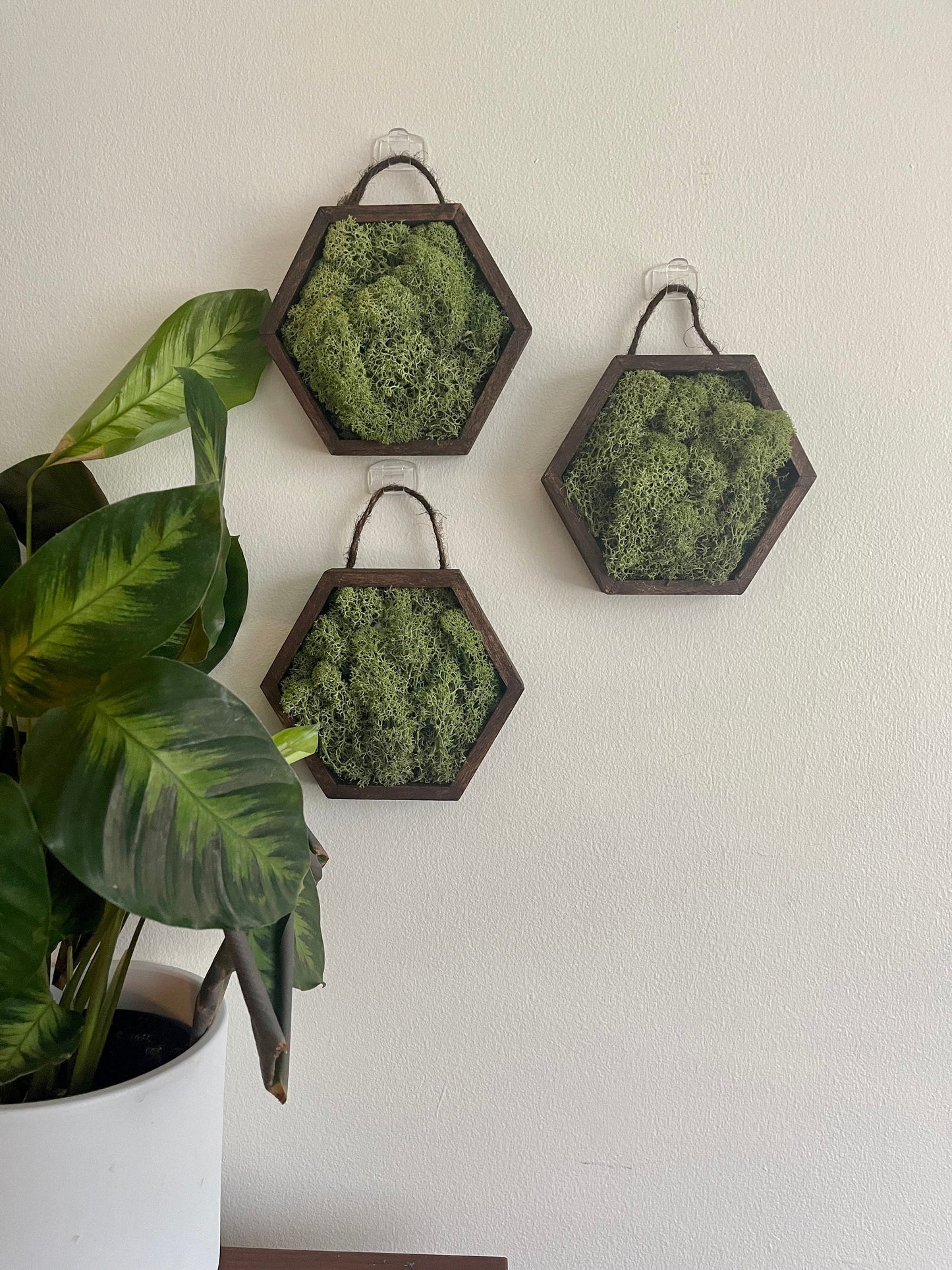 Moss Wall Art | Preserved Moss Wall Decor | Moss Home Decor | Wood Hexagon Honeycomb | Green