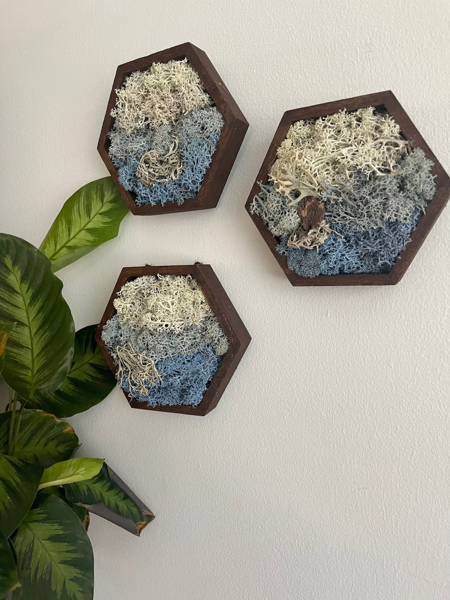 Preserved Reindeer Moss Wall Art: Wood Hexagon Home Decor | USA - TARIFF FREE