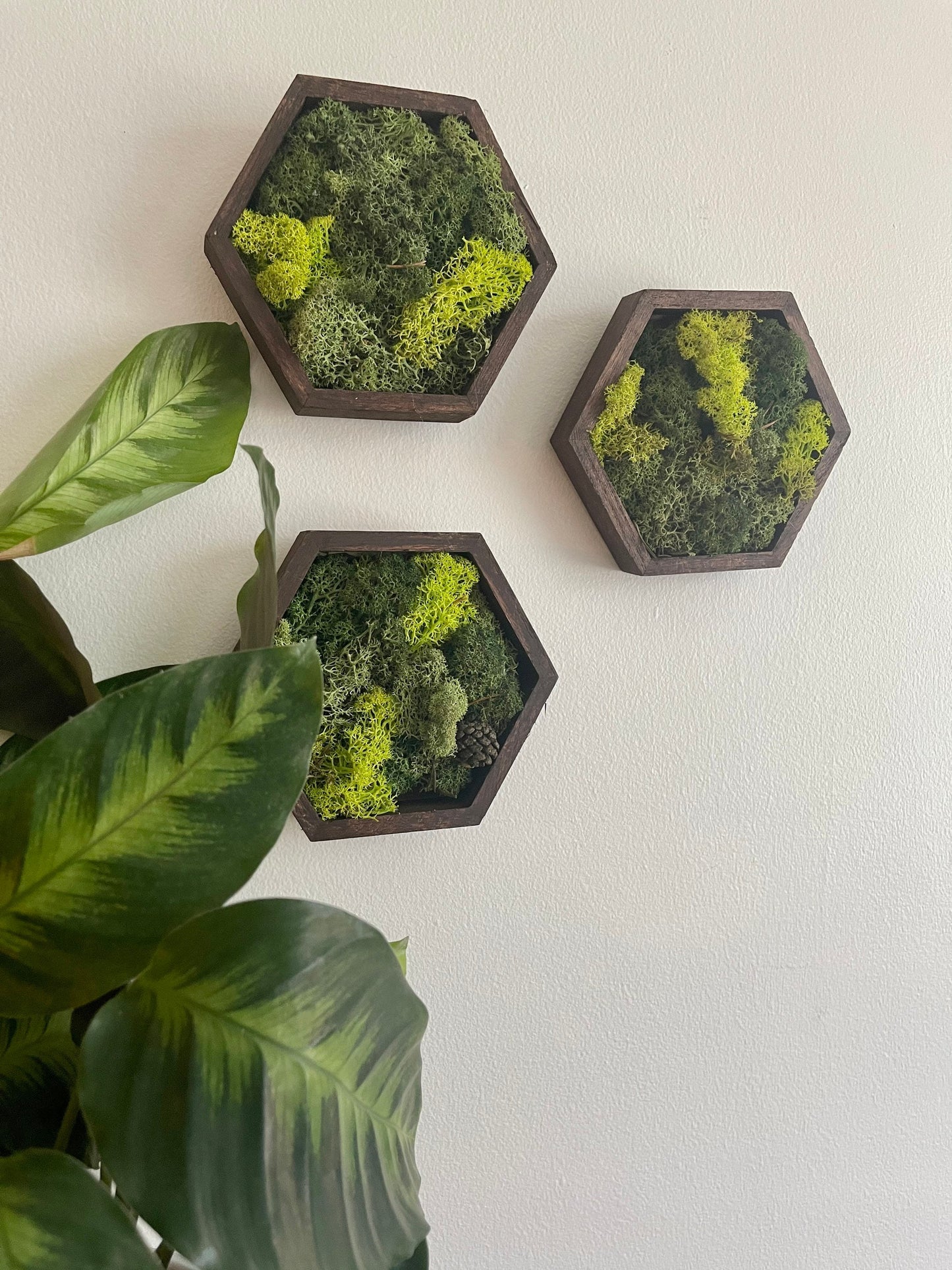 Moss Wall Art | Preserved Moss Wall Decor Honeycomb Moss Decor | Single to Set of Twelve | Wood Hexagon | Green