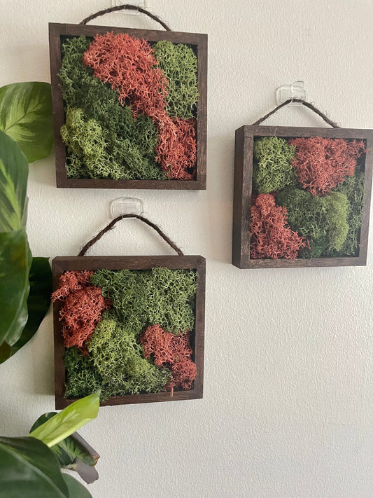 Preserved Reindeer Moss Wall Art: Green & Pink Square Trio | USA - TARIFF FREE