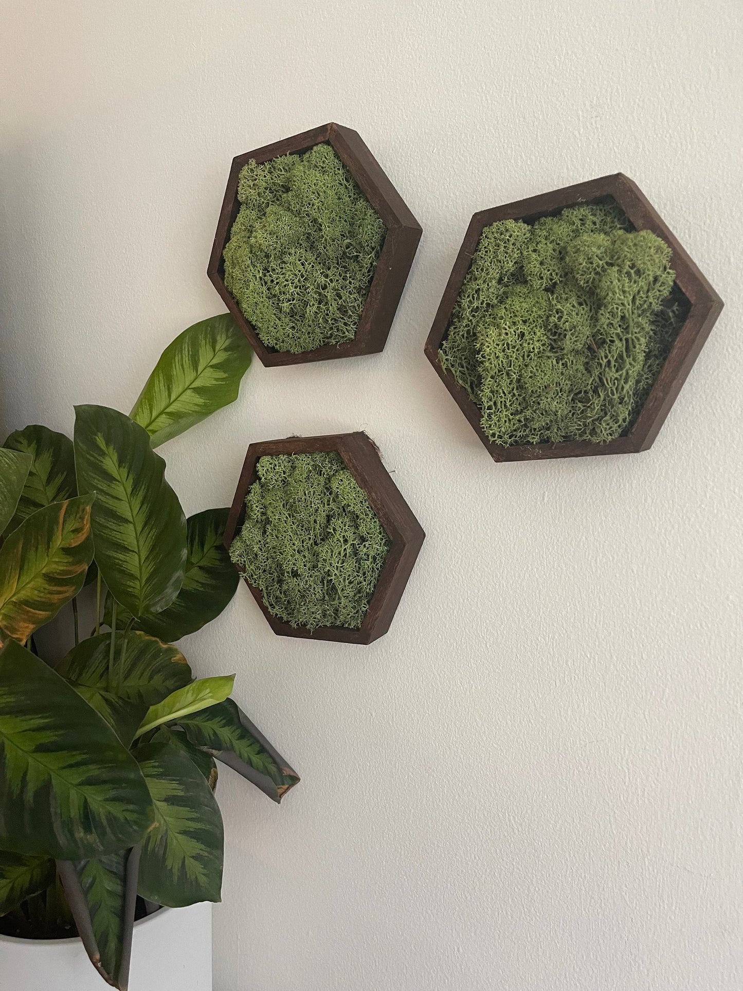 Moss Wall Art | Preserved Moss Wall Decor | Moss Home Decor | Wood Hexagon Honeycomb | Green