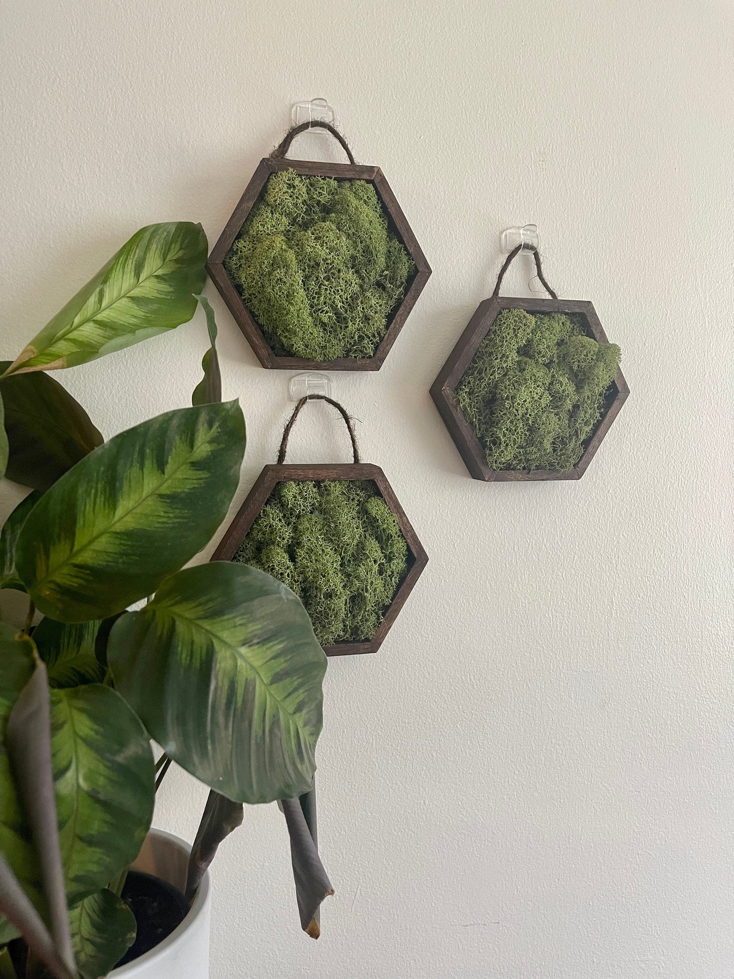 Moss Wall Art | Preserved Moss Wall Decor | Moss Home Decor | Wood Hexagon Honeycomb | Green