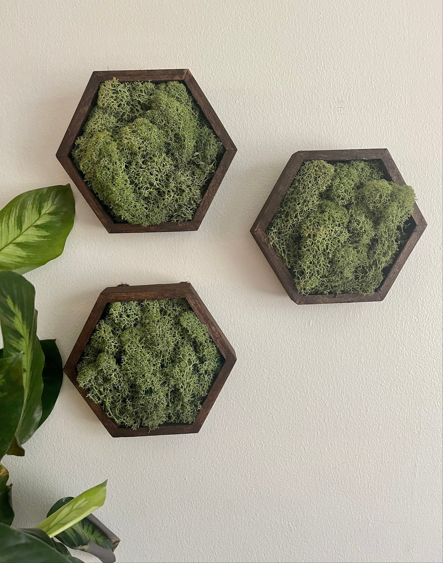 Moss Wall Art | Preserved Moss Wall Decor | Moss Home Decor | Wood Hexagon Honeycomb | Green