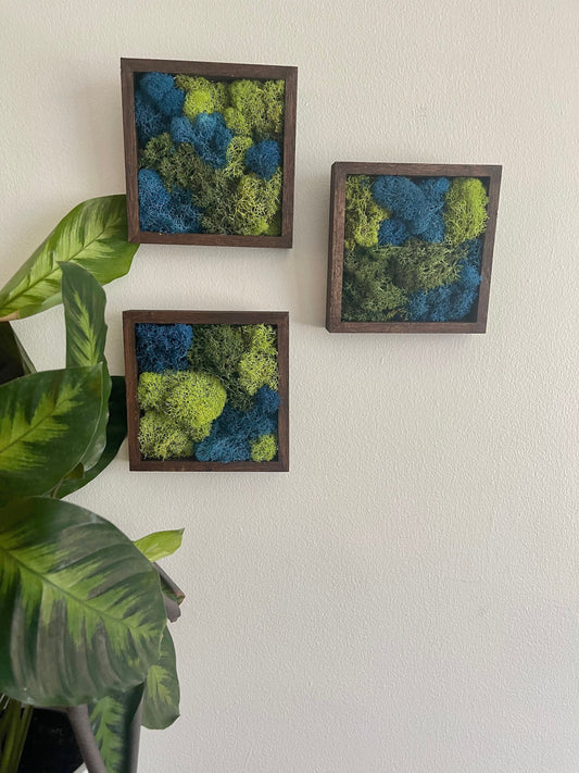 Preserved Reindeer Moss Wall Art: Green & Blue Square Frames | USA - TARIFF FREE