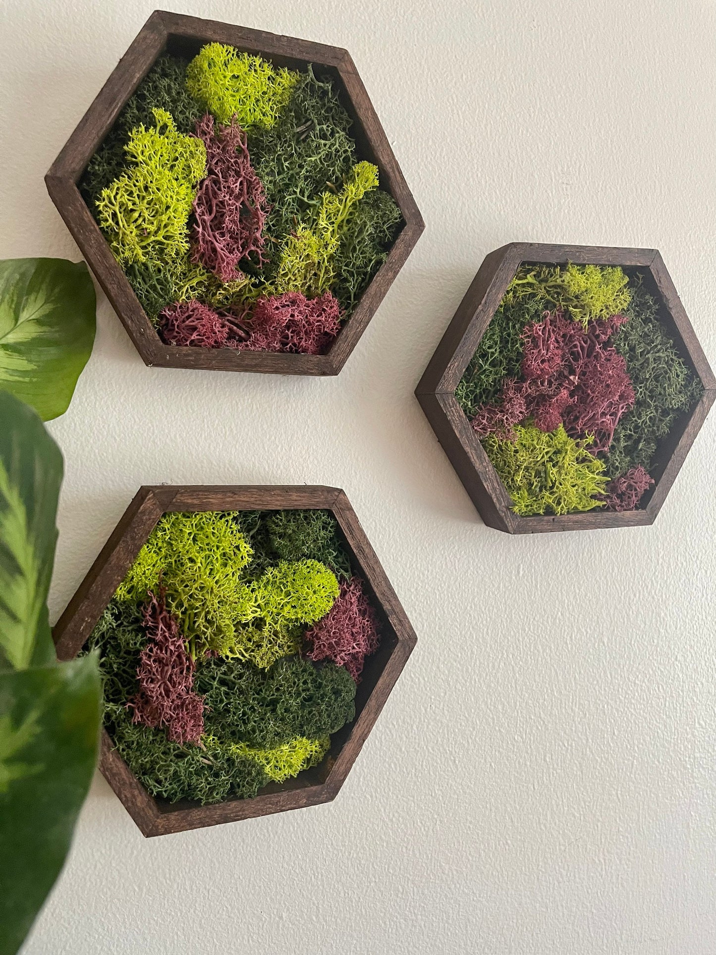 Moss Wall Art | Honeycomb Moss Decor | Single to Set of Twelve | Wood Hexagon | Green and Pink