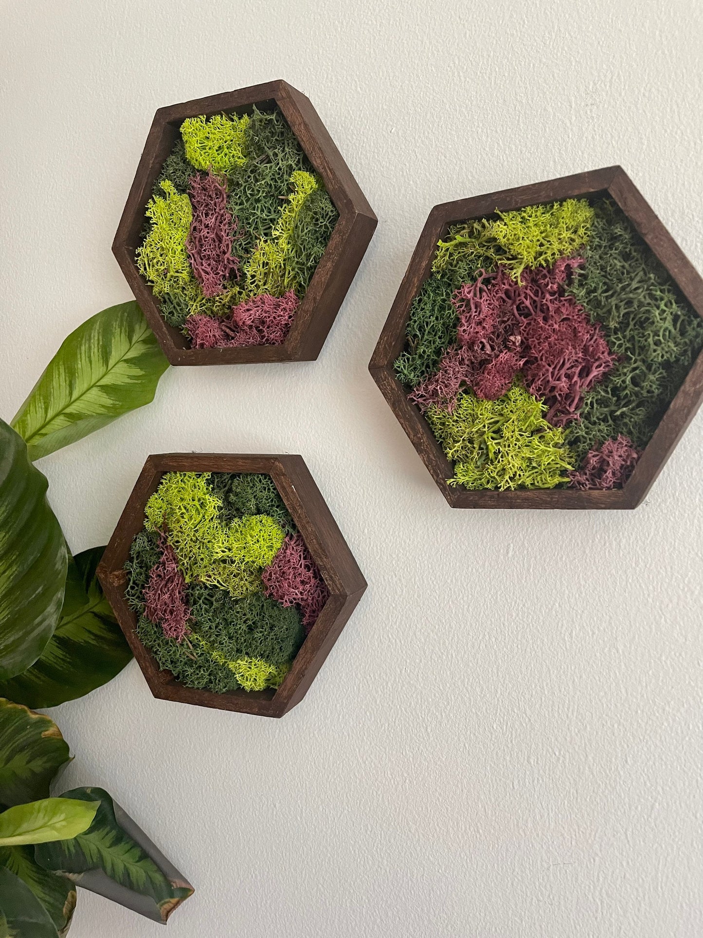 Moss Wall Art | Honeycomb Moss Decor | Single to Set of Twelve | Wood Hexagon | Green and Pink