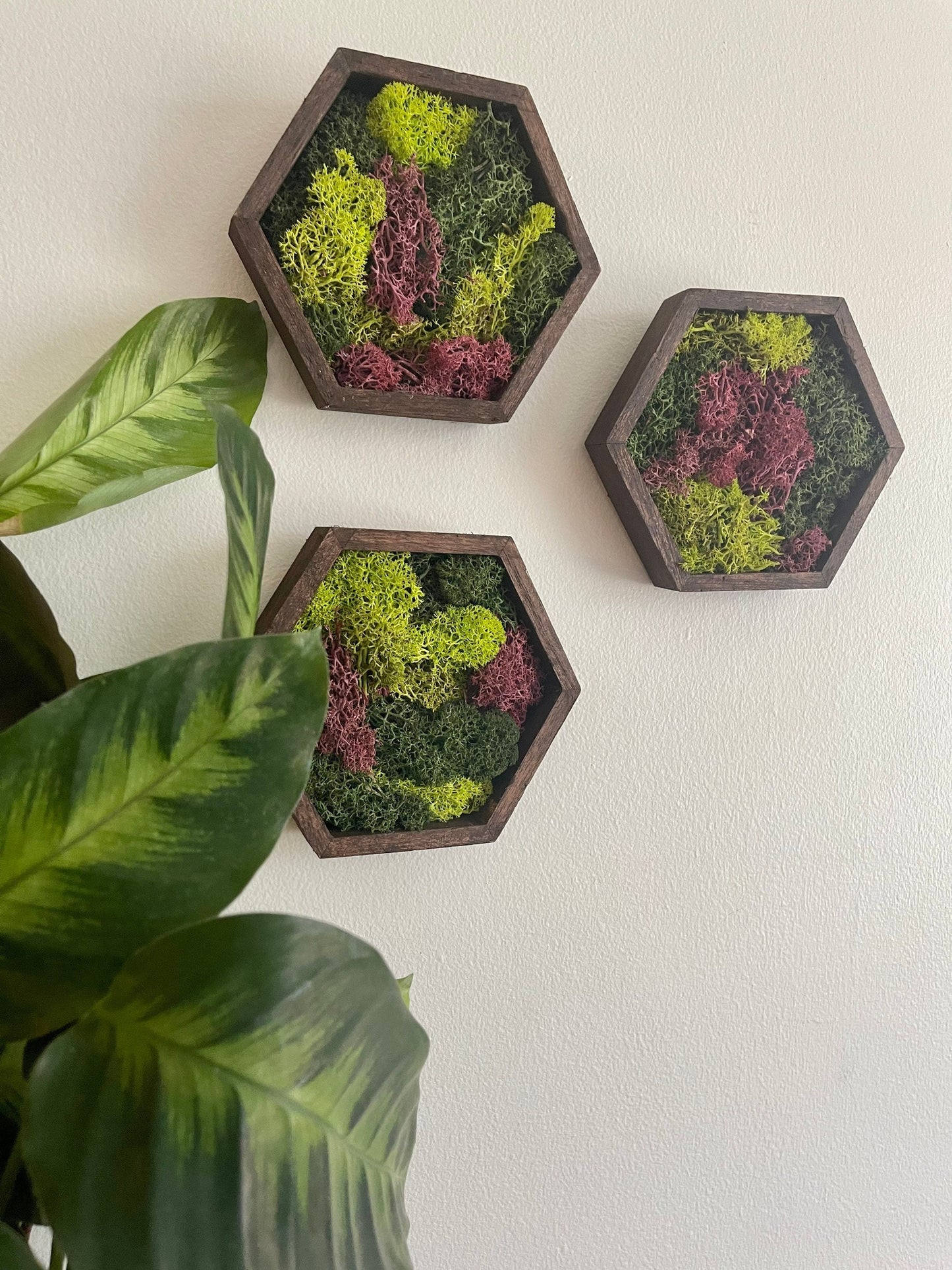 Moss Wall Art | Honeycomb Moss Decor | Single to Set of Twelve | Wood Hexagon | Green and Pink