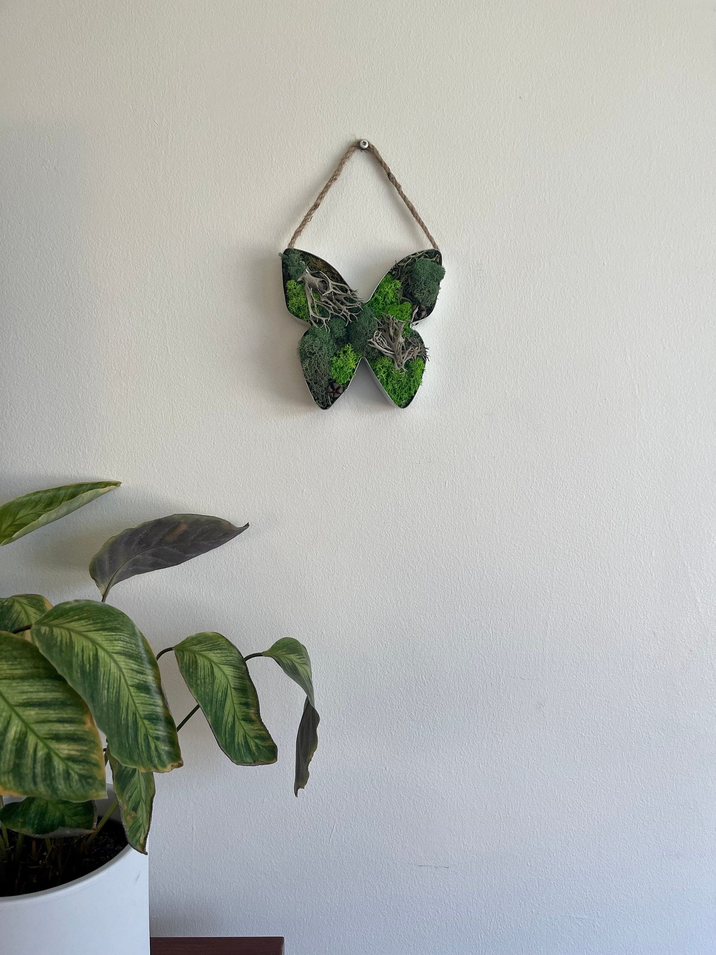 Butterfly Moss | Preserved Moss Wall Art | Home Decor | Metal Butterfly | Green and Beige Reindeer Moss