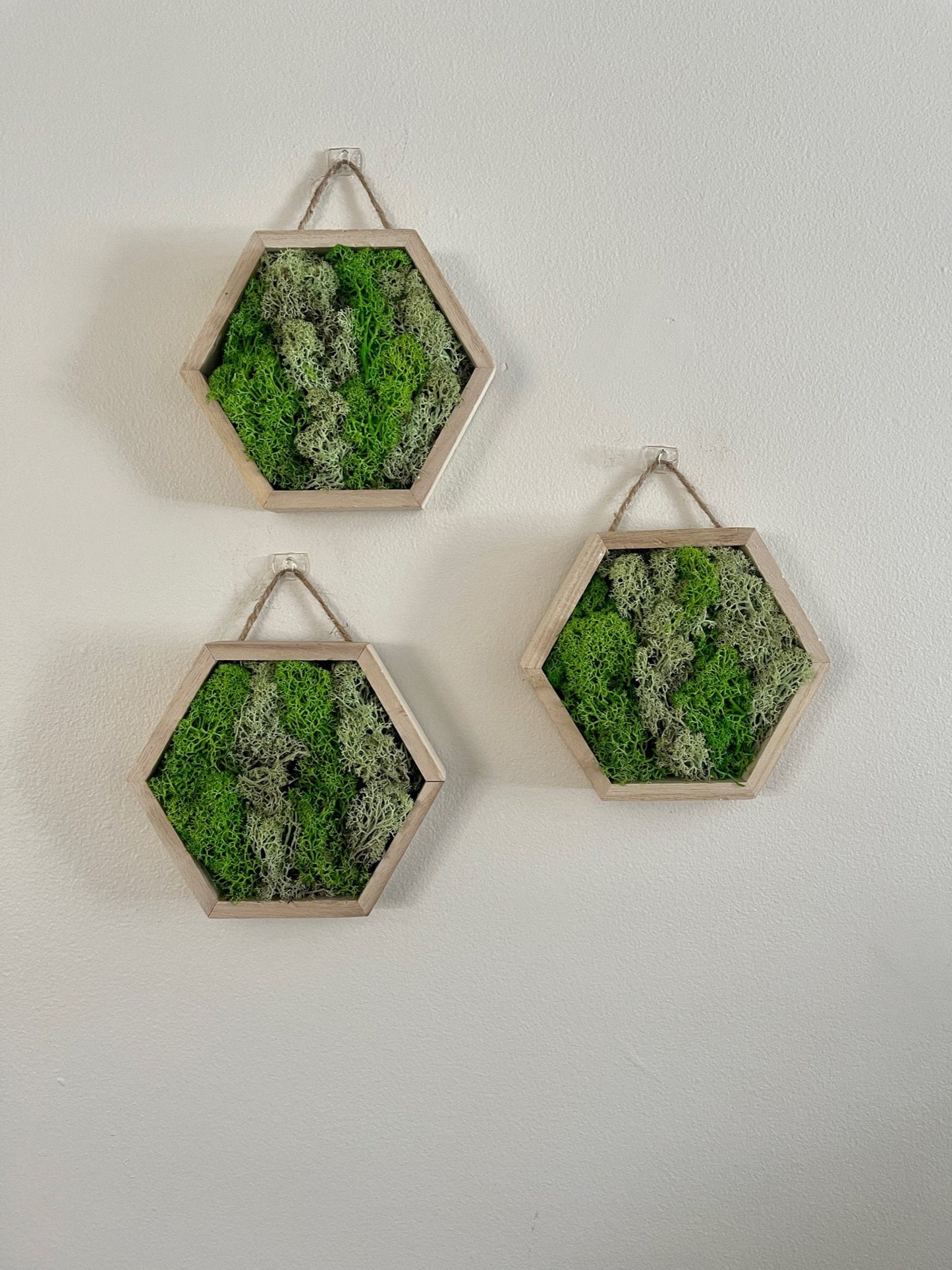 Honeycomb Moss Wall Art: Preserved Reindeer Moss, Wood Hexagon Decor | USA - TARIFF FREE