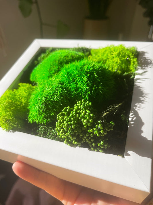 Preserved Reindeer Moss Wall Art: Eco-Friendly Green Decor | USA - TARIFF FREE