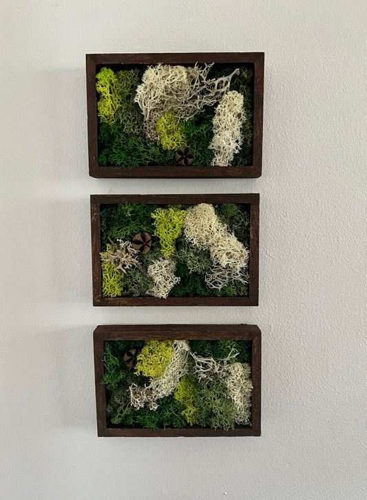 Preserved Moss Wall Art: Framed Reindeer Moss, Green & Beige | USA - TARIFF FREE