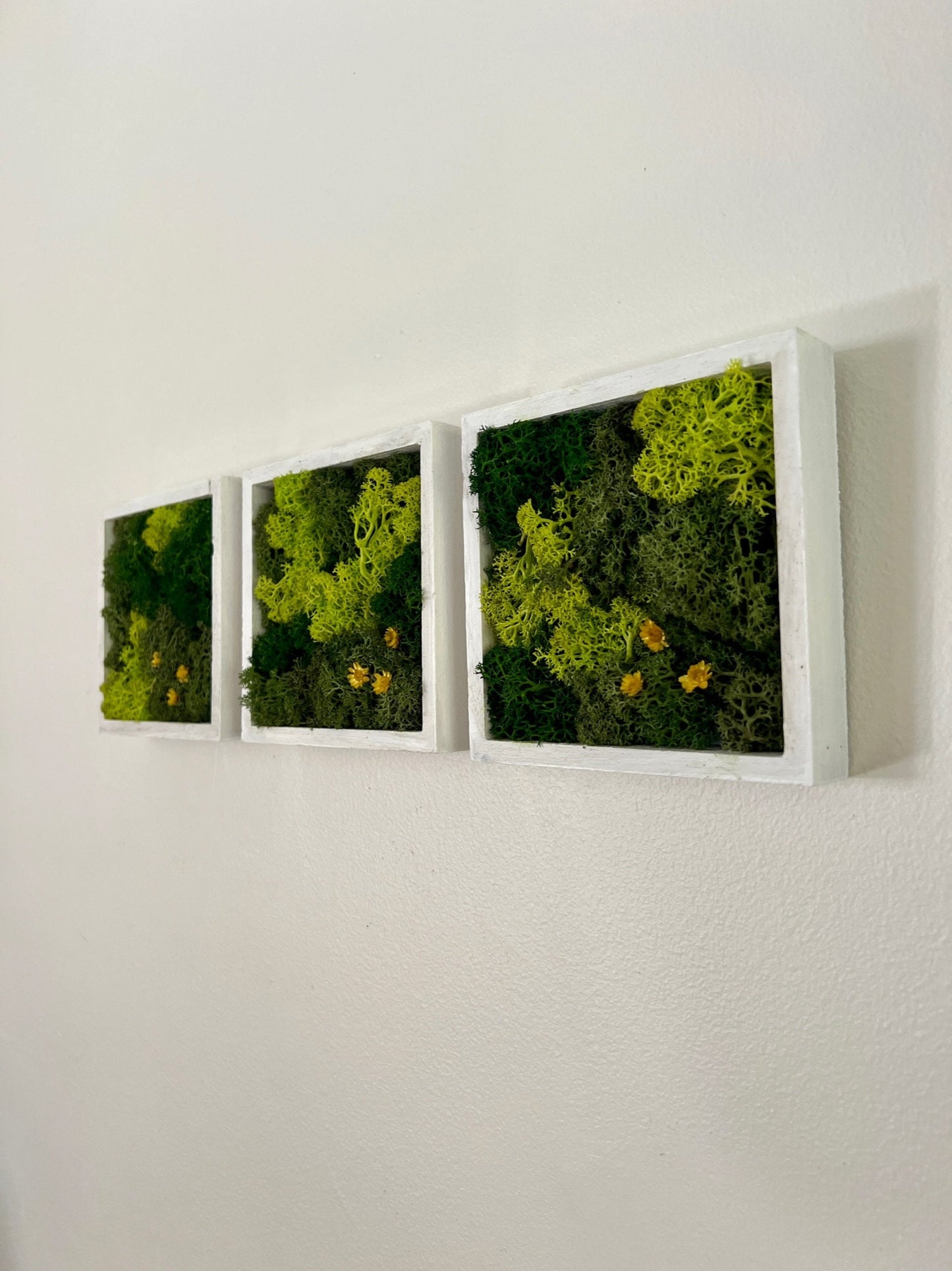 Moss Wall Art | Moss Decor | Single to Set of Twelve | Wood Square Frame | Preserved Moss | Live Moss | Green | Christmas Gift