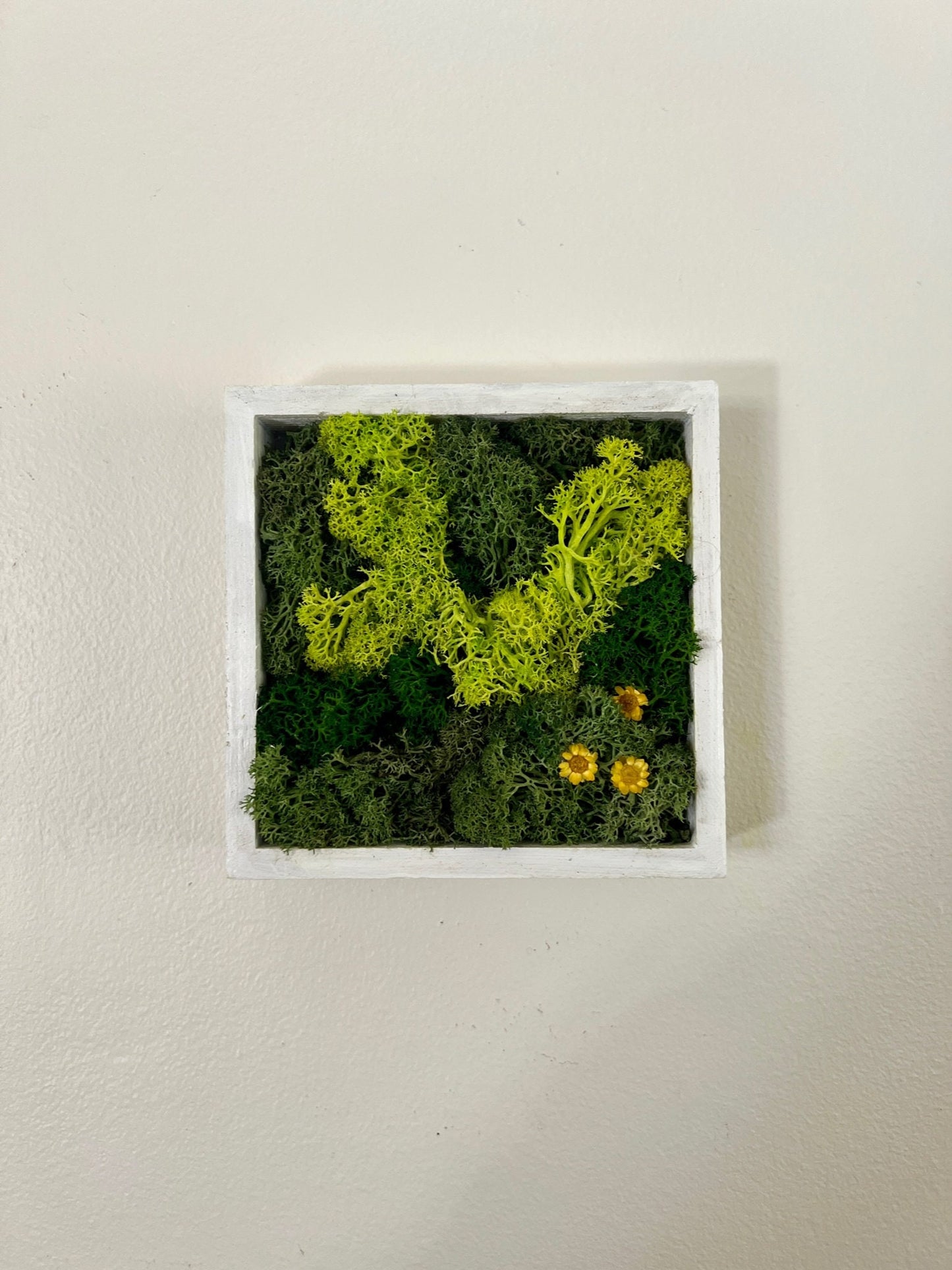Preserved Reindeer Moss Wall Art: Wood Frame, Natural Home Decor | USA - TARIFF FREE