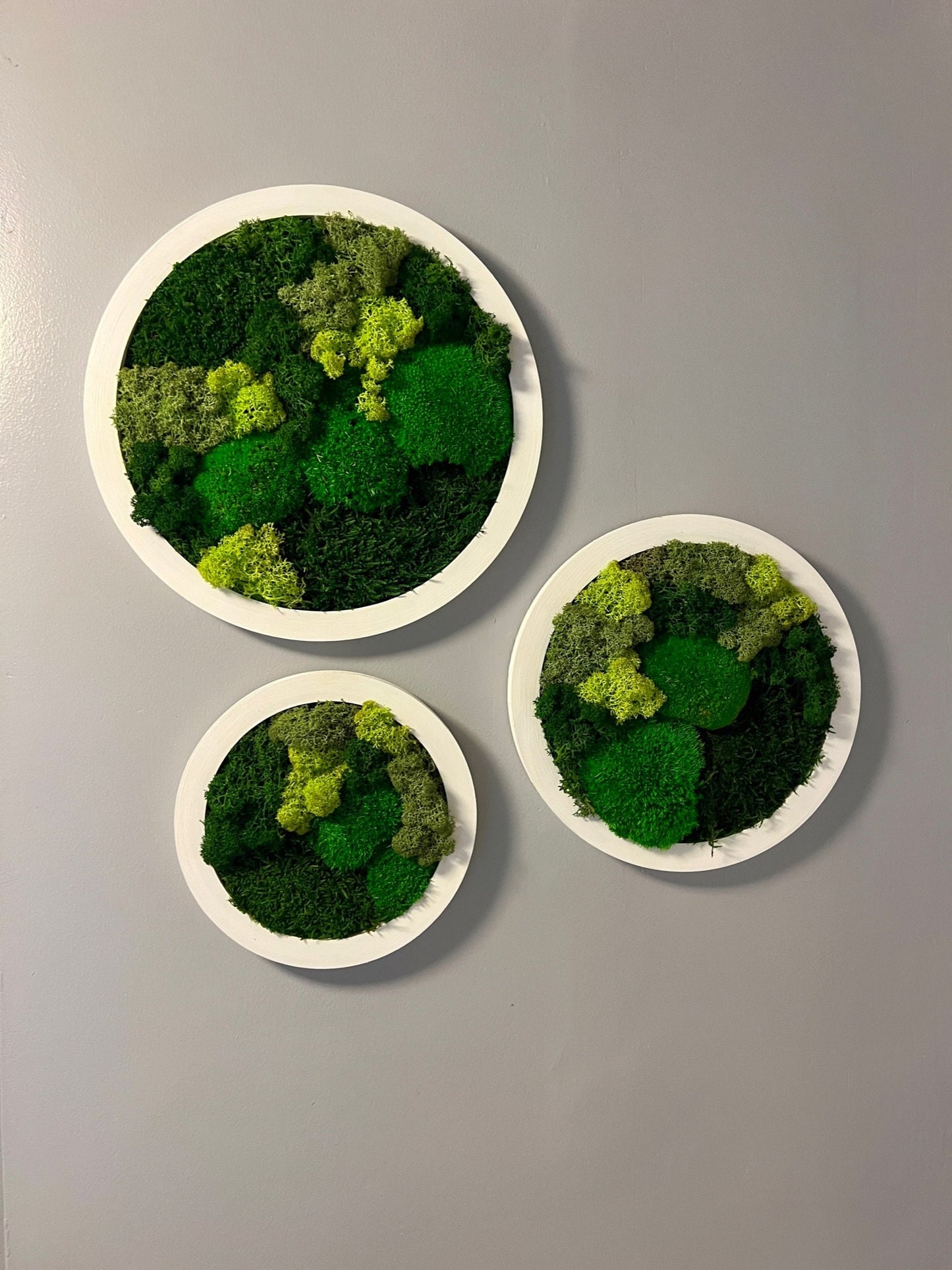 Preserved Reindeer Moss Wall Art: Framed Circle Trio | USA - TARIFF FREE