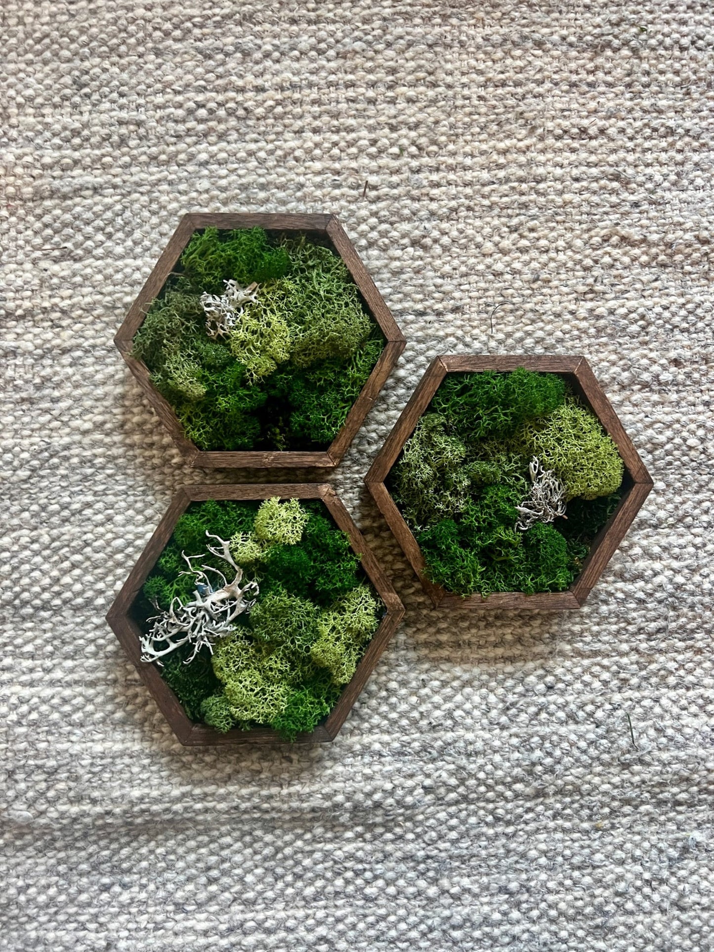 Moss Wall Art | Honeycomb Moss Single to Set of Twelve | Wood Hexagon | Green Reindeer and Sheet Moss | Moss Wall Art | Gift