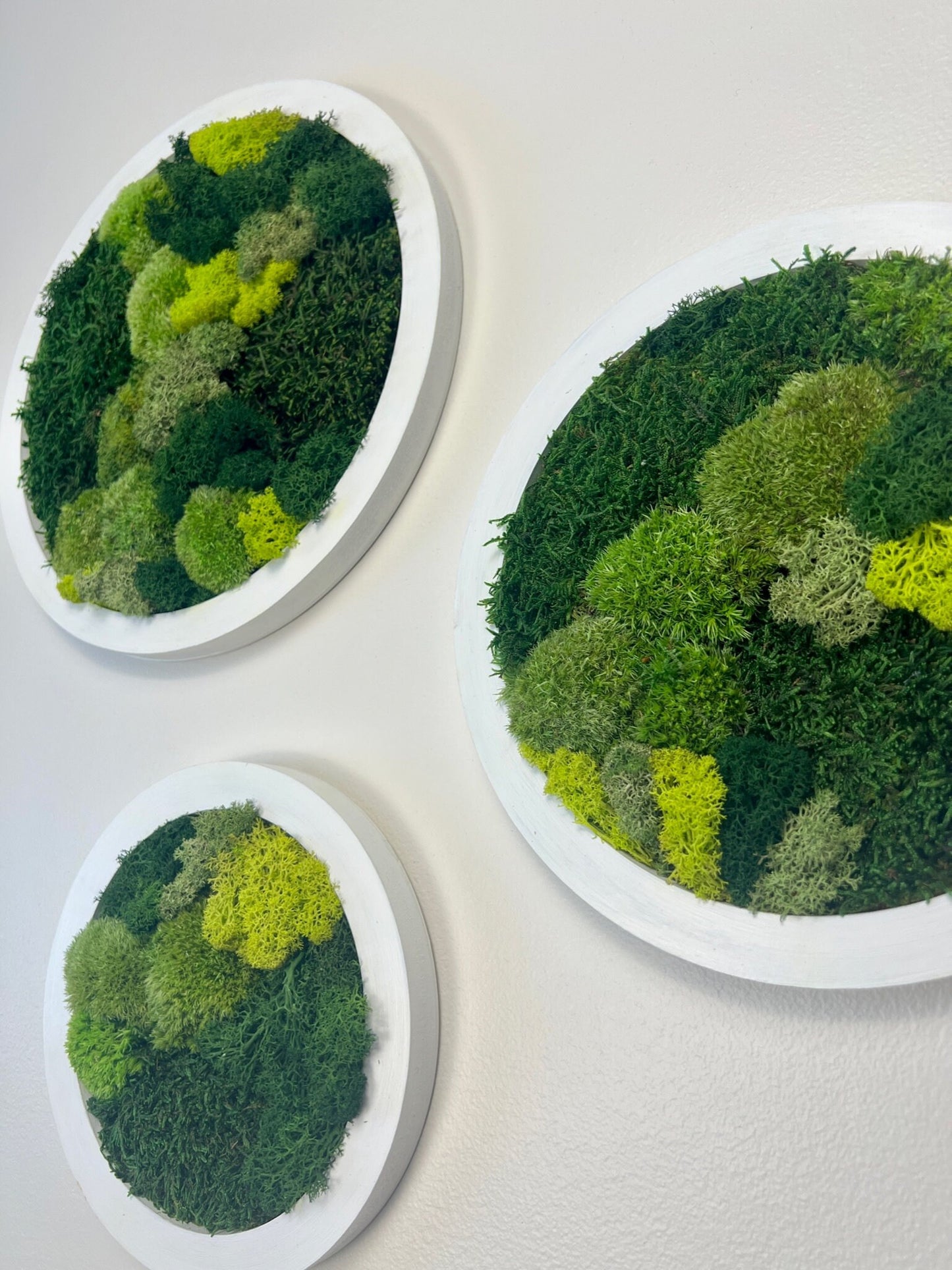 Moss Wall Art Circle | Preserved Moss Art Framed | Moss Wall Decor | Moss Circle Wall | Green Reindeer Moss Pole Moss Sheet Moss | Gift