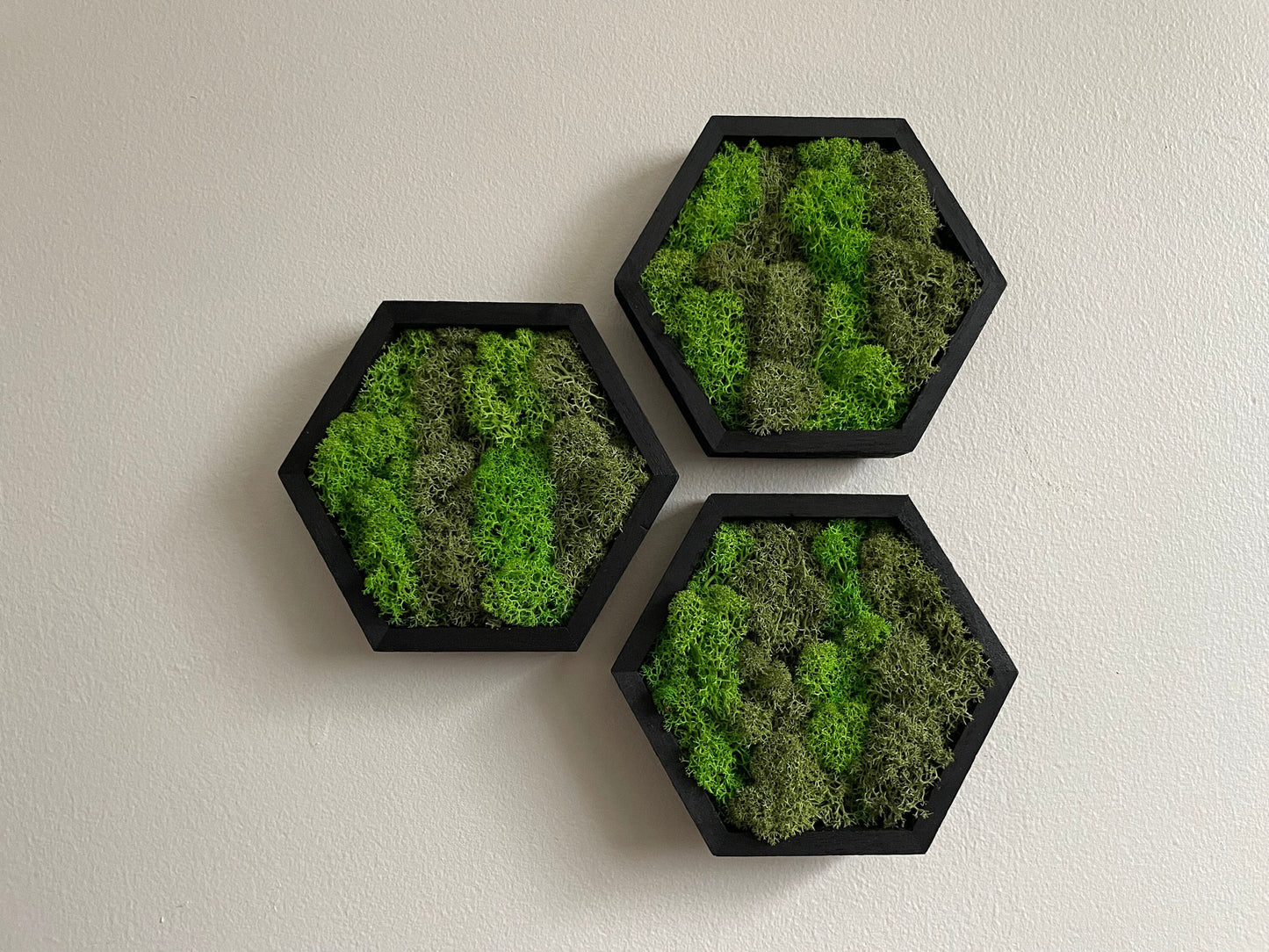 Moss Wall Art | Honeycomb Moss Single to Set of Twelve | Wood Hexagon | Green Preserved Reindeer Moss |
