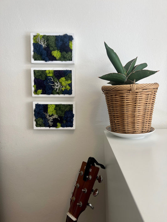 Preserved Moss Wall Art: Framed Reindeer Moss, Blue Purple Green | USA - TARIFF FREE