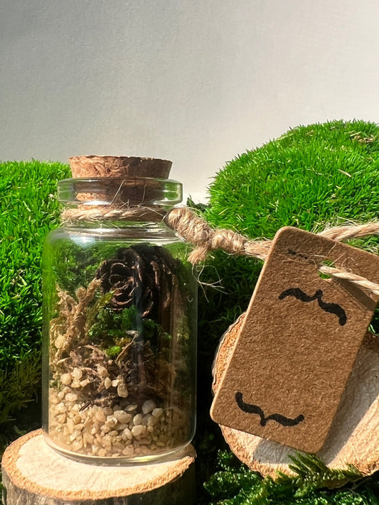 Mini Moss Terrarium: Preserved Reindeer Moss, Nature Gift | USA - TARIFF FREE