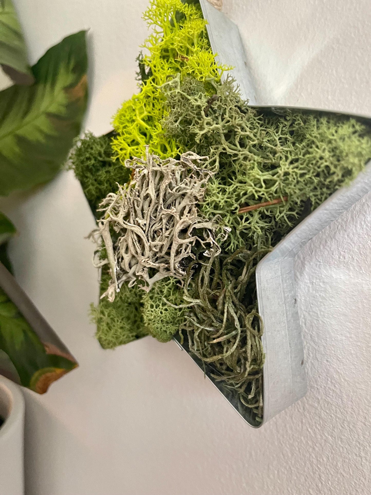 Star Moss | Wall Art | Home Decor | Metal Star | Green