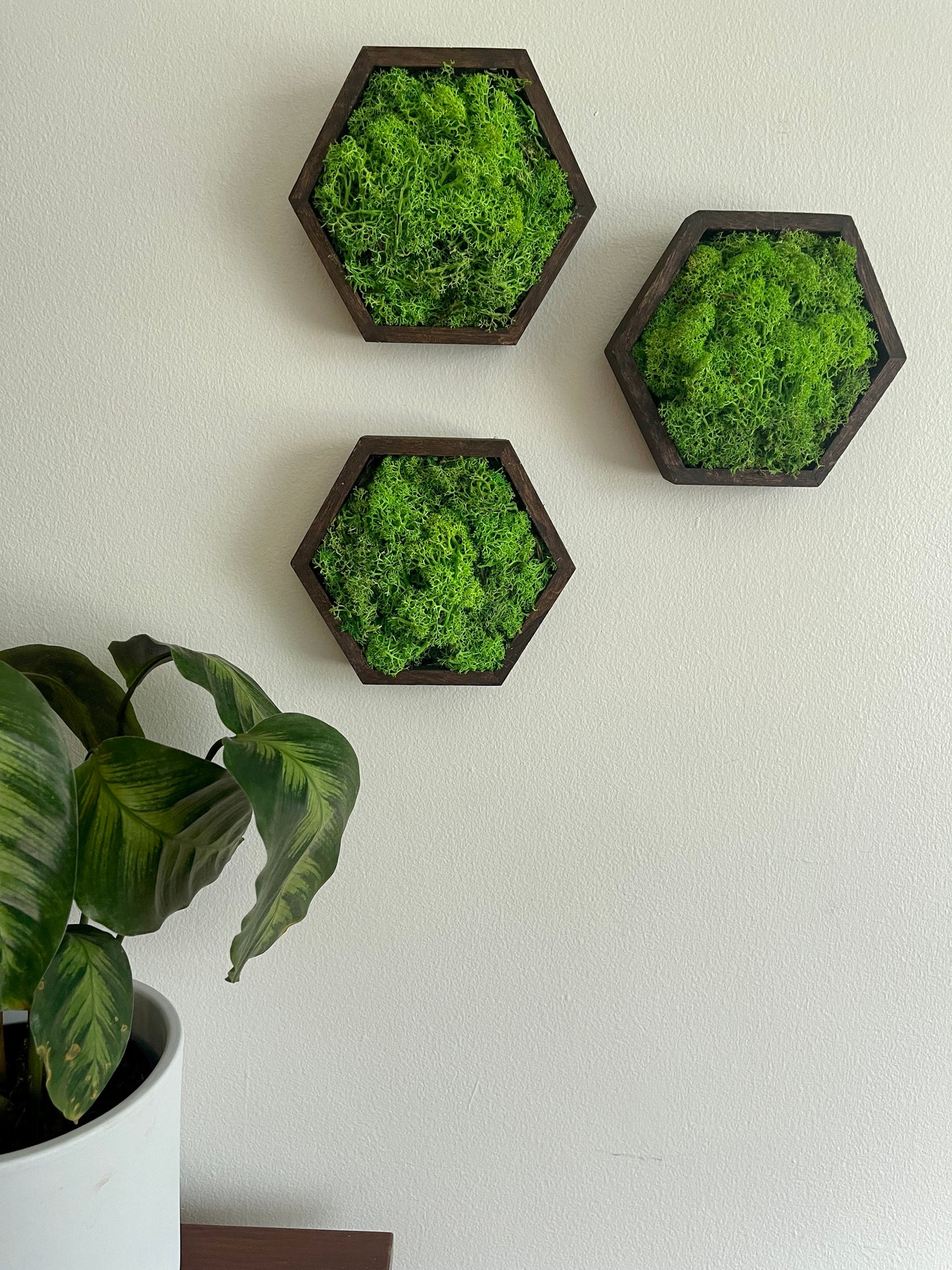 Green Green Grass of Home - 5" by 6" - Hexagon - Reindeer Moss Collection