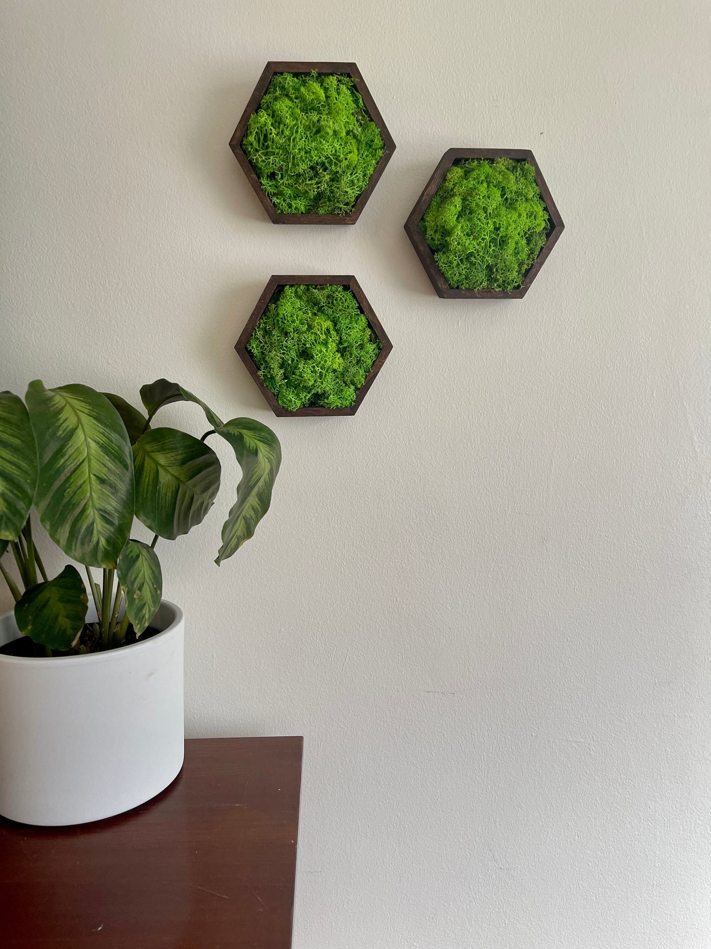 Green Green Grass of Home - 5" by 6" - Hexagon - Reindeer Moss Collection