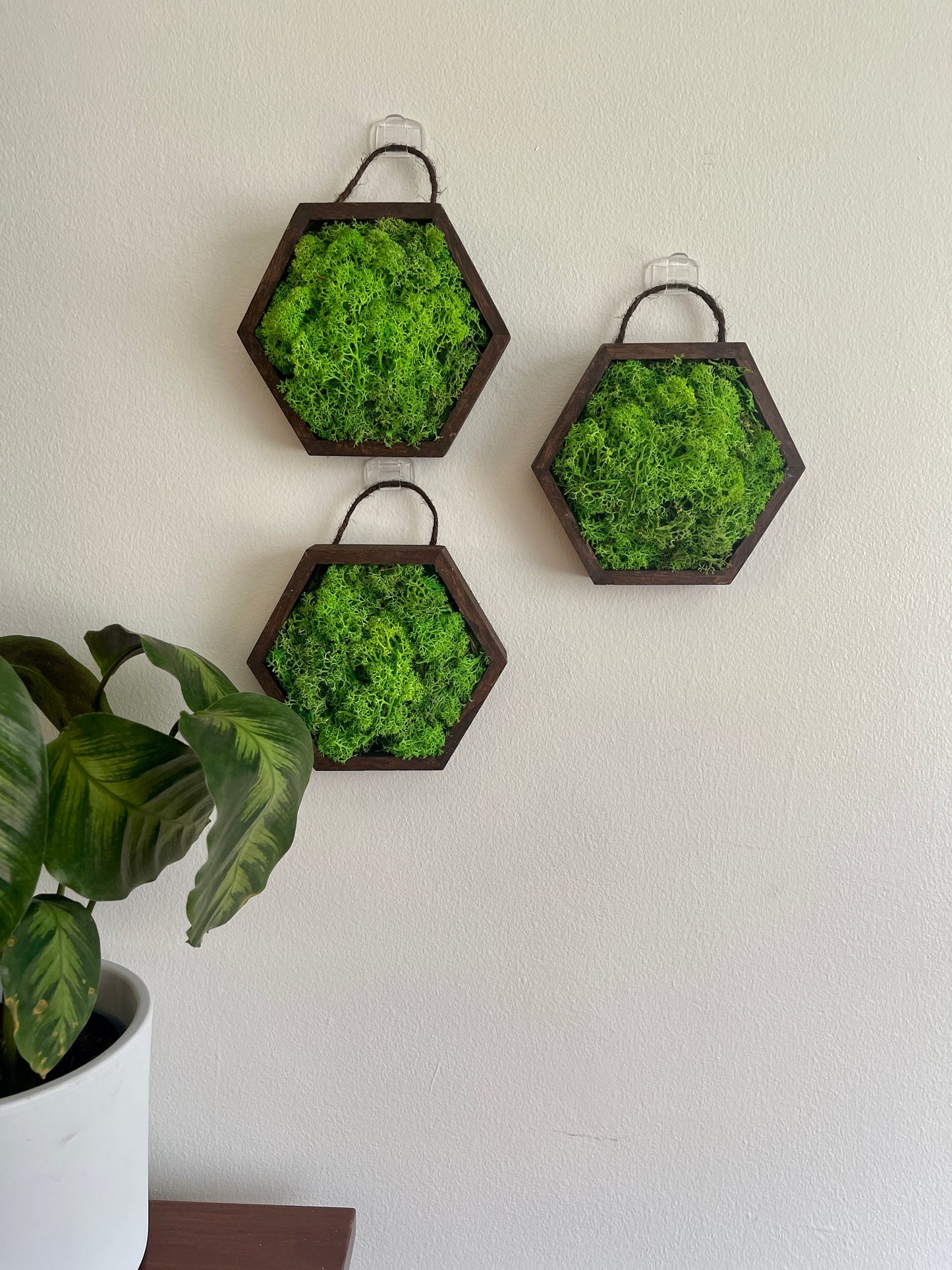 Green Green Grass of Home - 5" by 6" - Hexagon - Reindeer Moss Collection