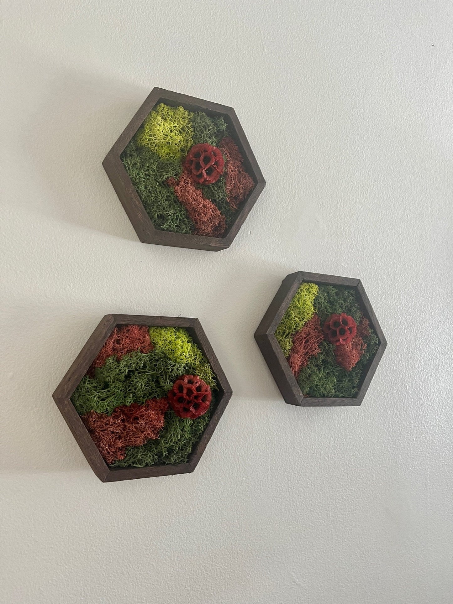 Moss Wall Art | Honeycomb Moss | Preserved Moss | Home Decor | Live Moss | Wood Hexagon | House Warming Gift | Green and Red Scabiosa