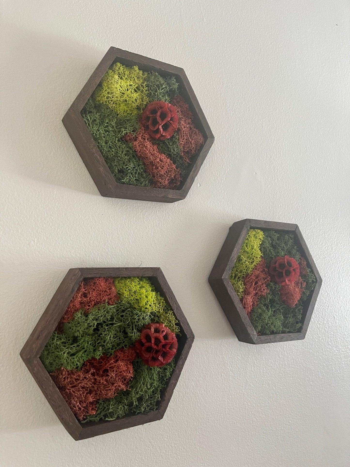 Moss Wall Art | Honeycomb Moss | Preserved Moss | Home Decor | Live Moss | Wood Hexagon | House Warming Gift | Green and Red Scabiosa