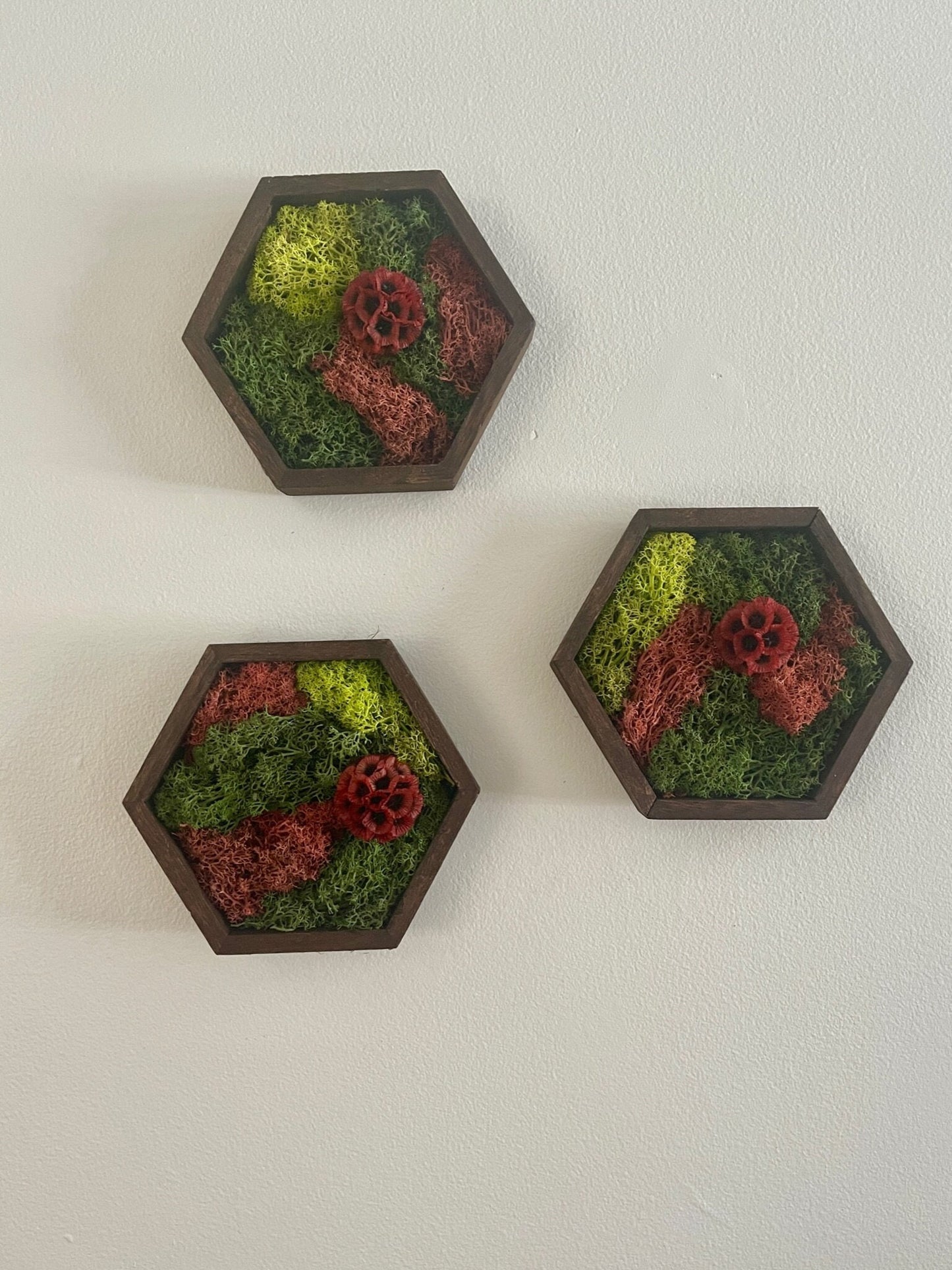 Moss Wall Art | Honeycomb Moss | Preserved Moss | Home Decor | Live Moss | Wood Hexagon | House Warming Gift | Green and Red Scabiosa