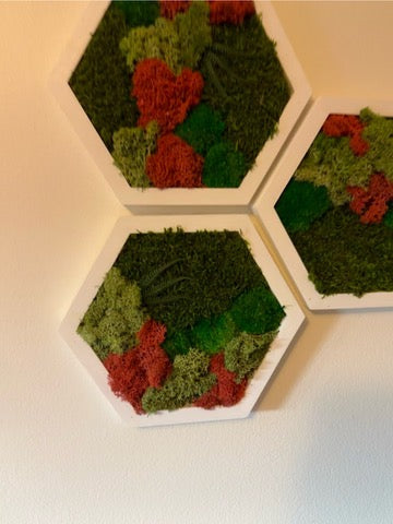 Moss Wall Art Decor | Single Set to Six (10" x 11.6" or 8" x 9.6") | Preserved Lichen, Pole and Sheet Moss & Fern | Red and Green