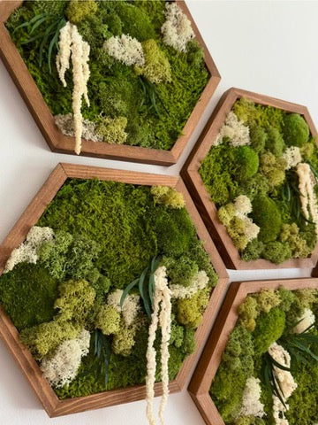 Moss Wall Art Decor | Single Set to Six (10" x 11.6" or 8" x 9.6") | Preserved Lichen, Pole and Sheet Moss & Fern