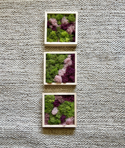 Preserved Moss Wall Art: Green & Pink Square Trio | USA - TARIFF FREE