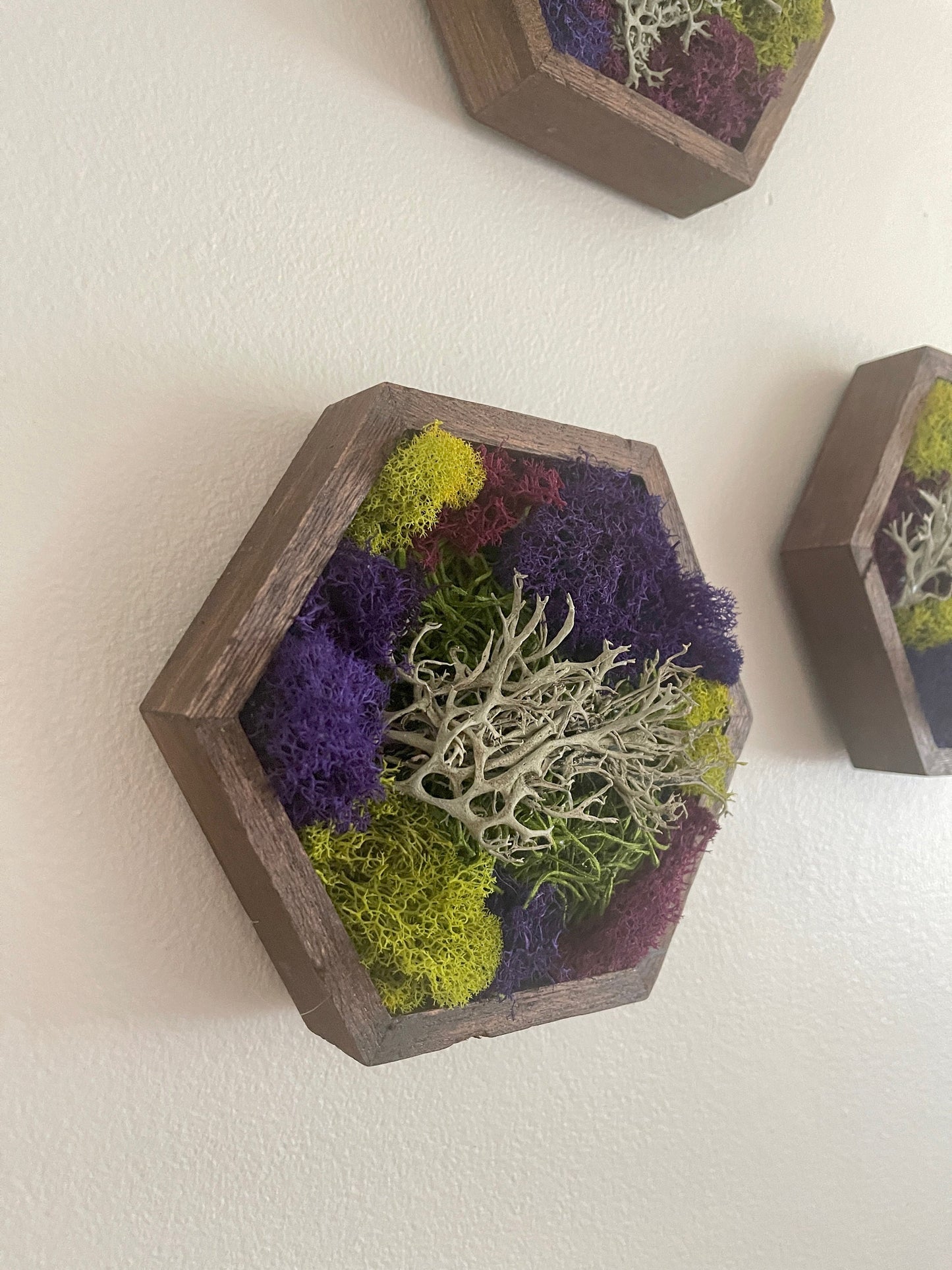 Preserved Reindeer Moss Hexagon Trio | Wood Wall Art