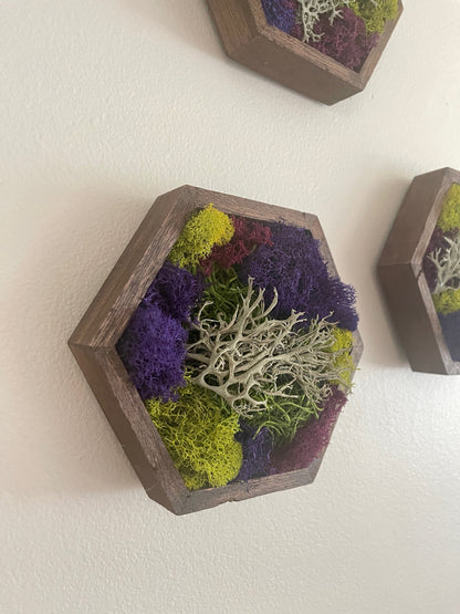 Preserved Reindeer Moss Hexagon Trio | Wood Wall Art