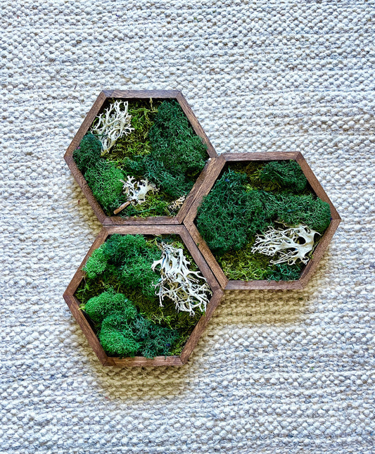 Moss Wall Art | Preserved Moss Decor | Single to Set of Twelve | Wood Hexagon  | Green and Brown