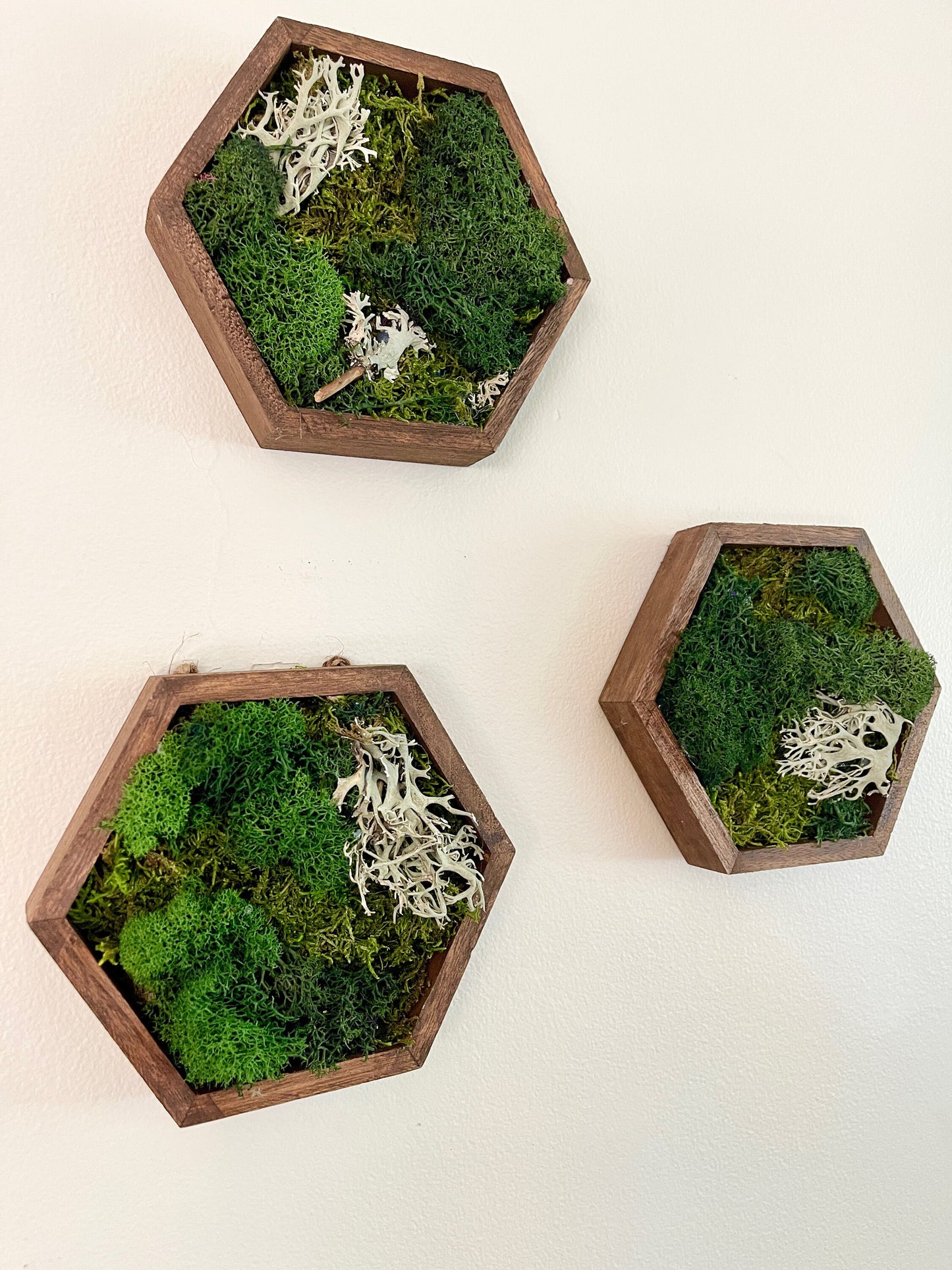 Preserved Moss Wall Art: Wood Hexagon, Green & Brown Decor | USA - TARIFF FREE