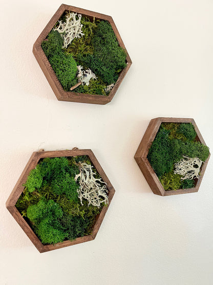 Preserved Moss Wall Art: Wood Hexagon, Green & Brown Decor | USA - TARIFF FREE