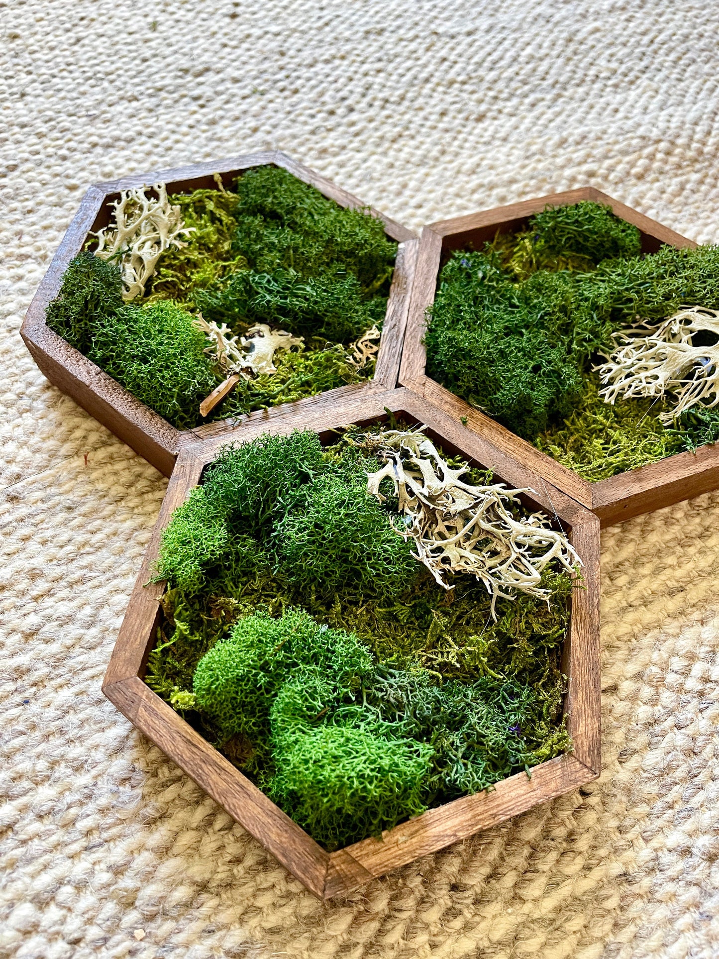 Moss Wall Art | Preserved Moss Decor | Single to Set of Twelve | Wood Hexagon  | Green and Brown