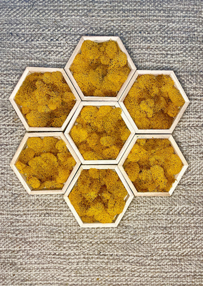 Honeycomb Preserved Moss Wall Art: Vibrant Home Decor | USA - TARIFF FREE