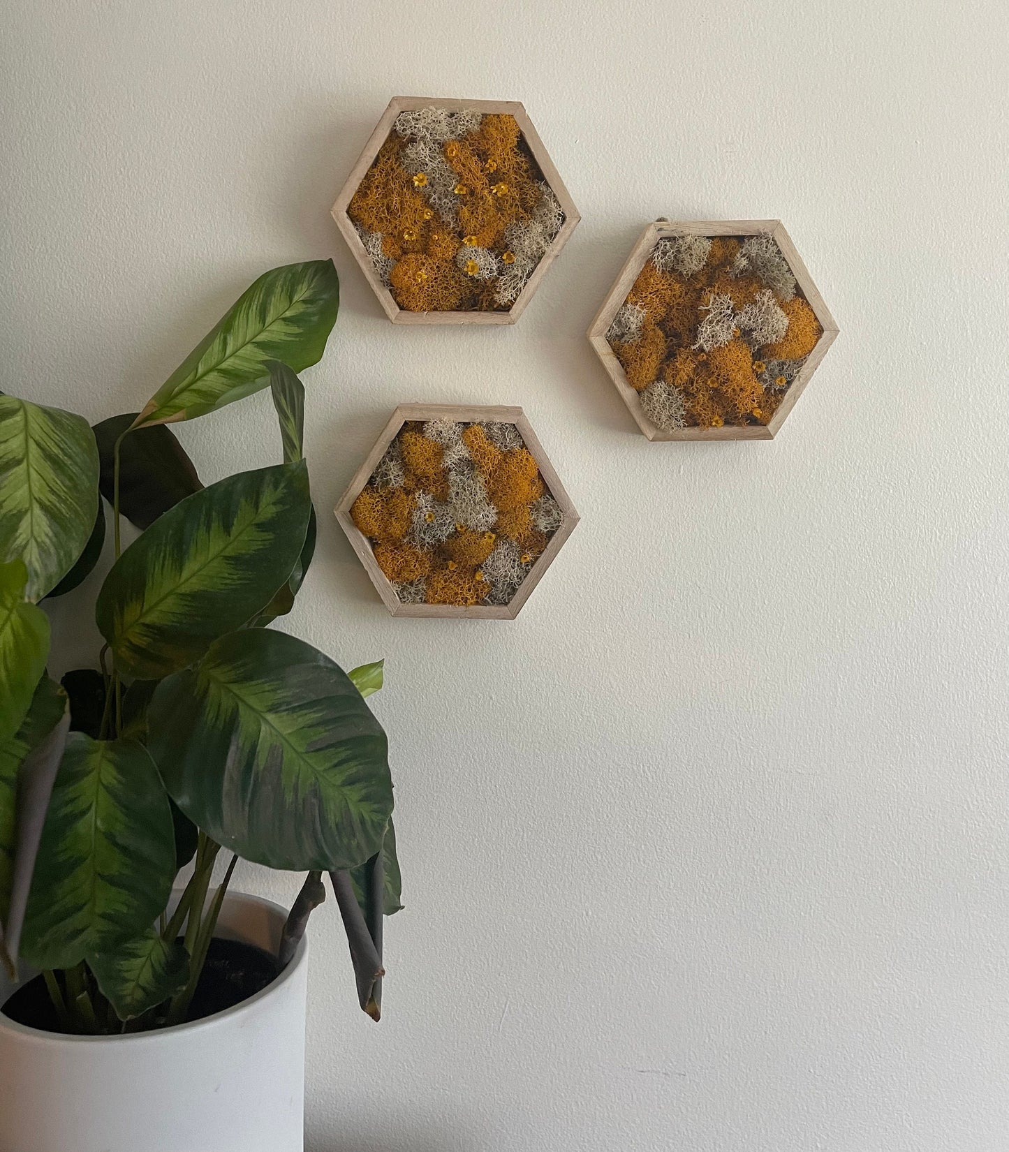 Moss Wall Art | Preserved Moss Wall Decor  |  Moss Home Decor  | Wood Hexagon Honeycomb  | Mustard and White