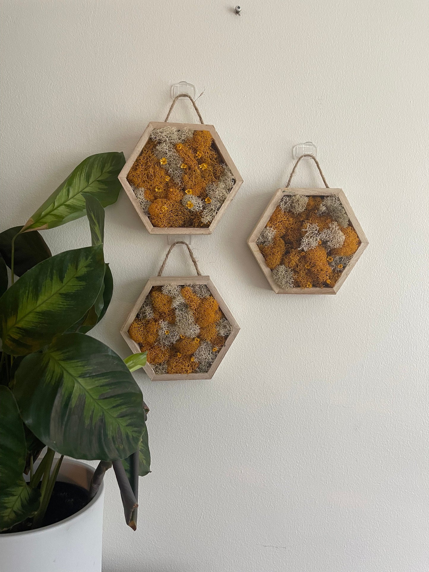 Moss Wall Art | Preserved Moss Wall Decor  |  Moss Home Decor  | Wood Hexagon Honeycomb  | Mustard and White