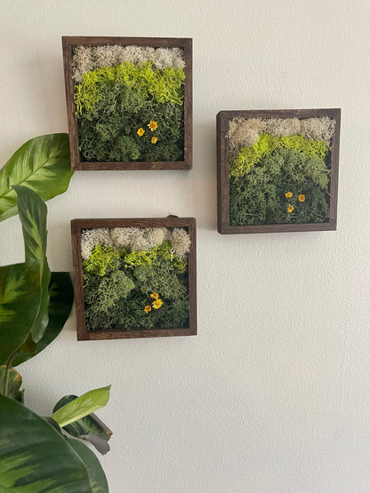 Preserved Reindeer Moss Wall Art: Square Wood Shadowbox | USA - TARIFF FREE