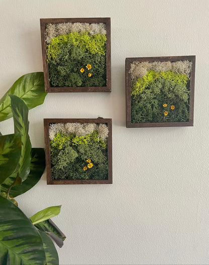 Preserved Reindeer Moss Wall Art: Square Wood Shadowbox | USA - TARIFF FREE