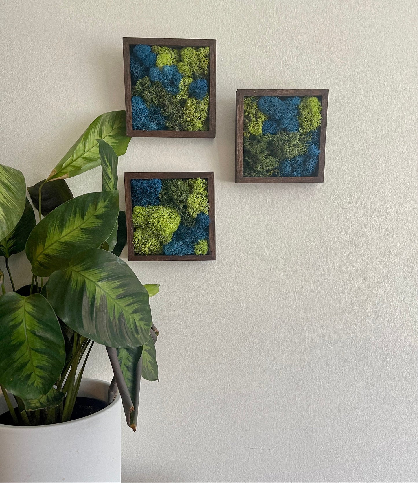 Preserved Reindeer Moss Wall Art: Green & Blue Square Frames | USA - TARIFF FREE