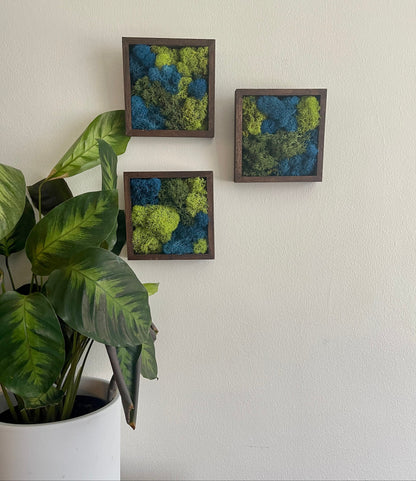 Preserved Reindeer Moss Wall Art: Green & Blue Square Frames | USA - TARIFF FREE