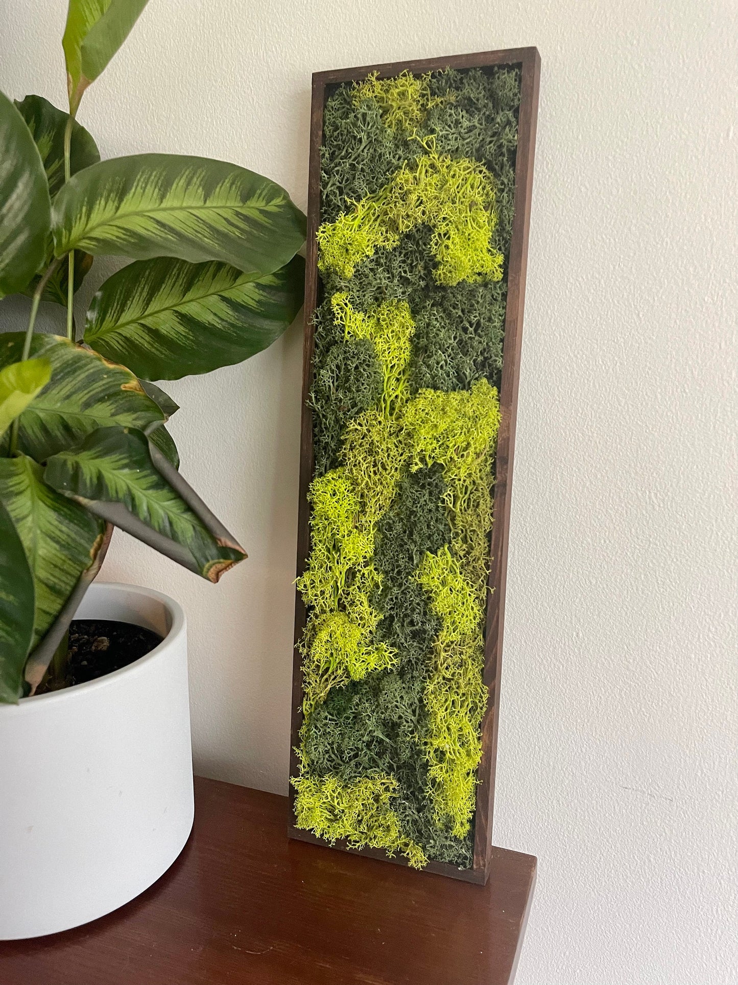 Framed Preserved Reindeer Moss Wall Art: Wood Frame, Natural Home Decor | USA - TARIFF FREE